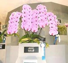 �h���e�m�v�V�X�@�X�B�[�g�@���C���@�e�G���v���X�f