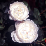 �C���O���b�V�����[�Y-�O���~�X�E�L���b�X��