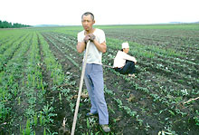 えんえんと広がる大豆畑(中国・黒竜江省)