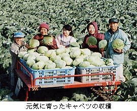 ���C�Ɉ�����L���x�c�̎��n