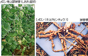 �ʍؗނ̔�Q