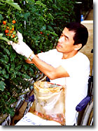 授産作業・ミニトマトの収穫