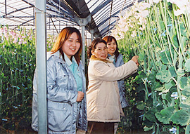 �呺���悳��̃n�E�X�ŃX�C�[�g�s�[�̍炫���������΂���A�呺����A��؂���i������j