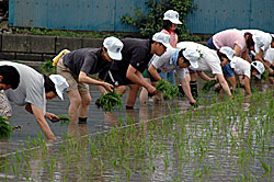 真剣に田植えする参加者