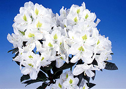 �i���j�T�J�^�̃^�l�V���N�i�Q�@�}�_���}�b�\��