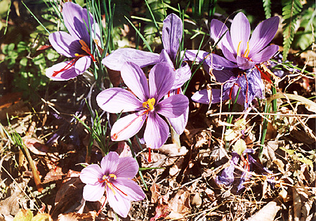 77 �T�t�����iSaffron, �w��Croccus sativus�j