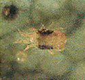 �i�~�n�_�j�������@�i�̒���0.4mm�j