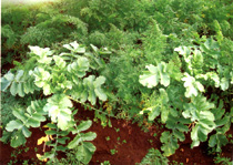 agur101s0906010102.jpg