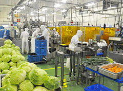 フレッシュな野菜を届ける加工ライン