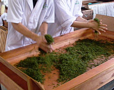 蒸した茶葉の手揉み風景