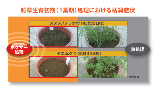 除草剤抵抗性雑草に卓越した効果「ボクサー」