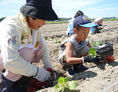 晴天の下で野菜の定植を体験