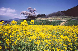 見事な景観の菜の花畑