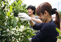 ミカンの花のいい香りに包まれながら花摘み体験