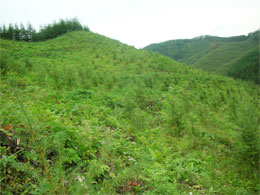 新植造林地