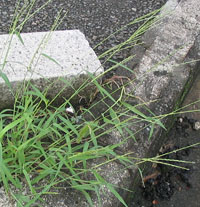 メヒシバは、イネ科メヒシバ属の植物