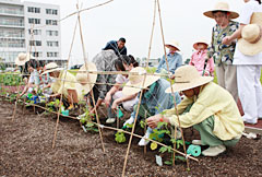 ゴーヤの苗を植える患者たち