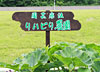 リハビリ農園