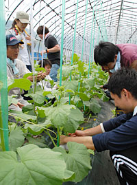 メロンの芽かぎ作業を体験（農事組合法人すがや）